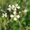 Eruca vesicaria